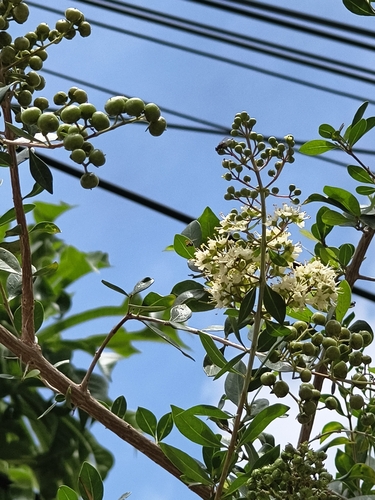 Lawsonia inermis