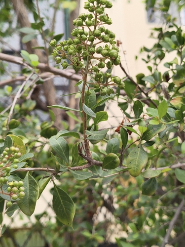 Lawsonia inermis