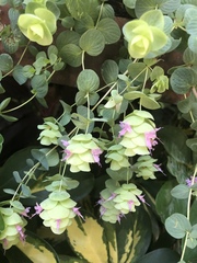Origanum libanoticum