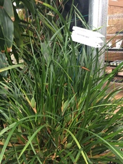 Maxillaria tenuifolia