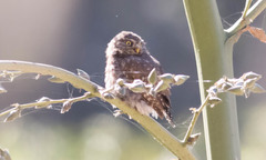 Glaucidium peruanum