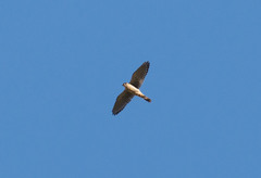 Falco sparverius