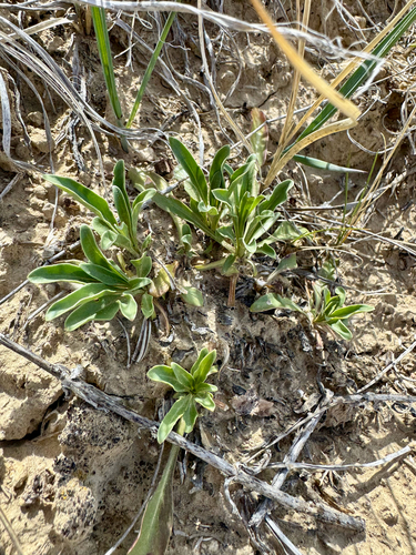 Coiled Anther Penstemon (Penstemon ophianthus)