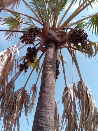 Bismarck Palm
