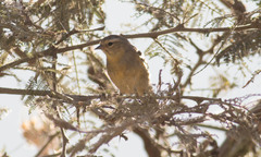 Conirostrum cinereum