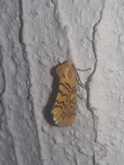 Chrysoecia dela