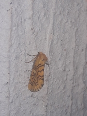 Chrysoecia dela