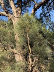 Allocasuarina fraseriana