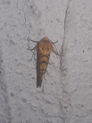 Chrysoecia dela