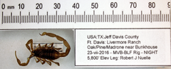 Centruroides vittatus