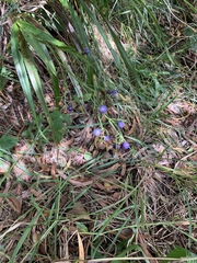 Dianella sandwicensis