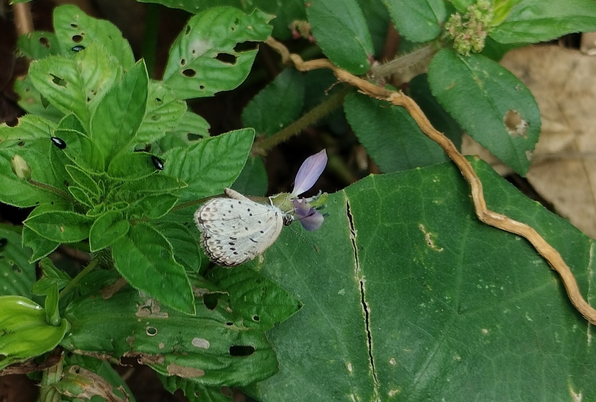 Pale Grass Blue