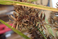Cyperus flavicomus
