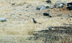 Mimus longicaudatus