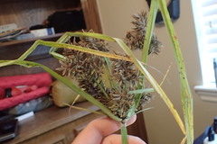 Cyperus flavicomus