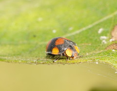 Papuaepilachna guttatopustulata