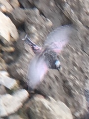 Leucosticte atrata