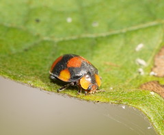 Papuaepilachna guttatopustulata