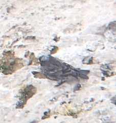 Leucosticte atrata