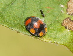 Papuaepilachna guttatopustulata