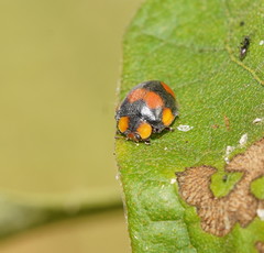 Papuaepilachna guttatopustulata