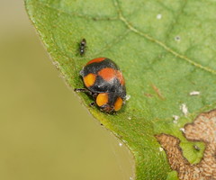 Papuaepilachna guttatopustulata