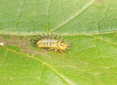 Papuaepilachna guttatopustulata