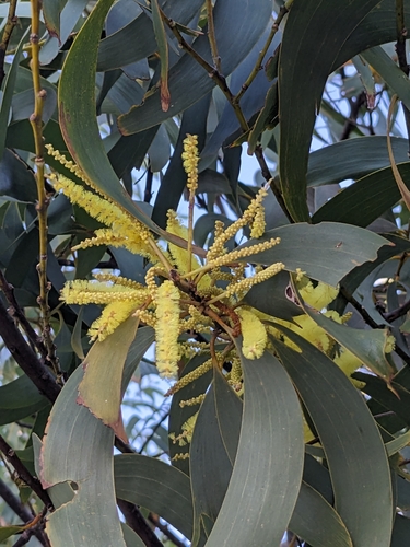 Acacia crassicarpa, photograph 5