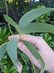 Acacia crassicarpa, photograph (c) Matt B, some rights reserved (CC BY)