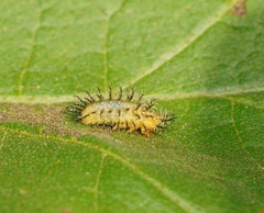 Papuaepilachna guttatopustulata