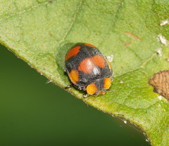 Papuaepilachna guttatopustulata