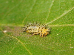 Papuaepilachna guttatopustulata