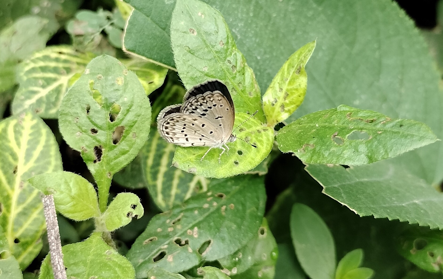 Pale Grass Blue