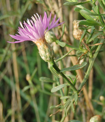 Centaurea cristata