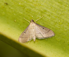 Bradina admixtalis