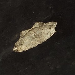 Oxymacaria temeraria