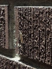 Crambus praefectellus