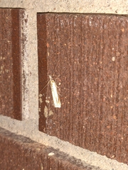 Crambus praefectellus