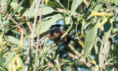 Diglossa brunneiventris