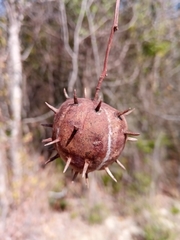 Byttneria ambongensis