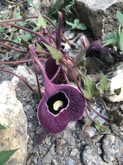 Aristolochia cardiantha