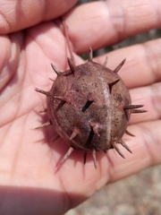 Byttneria ambongensis