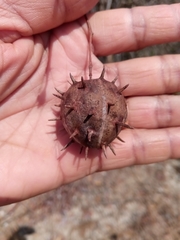 Byttneria ambongensis