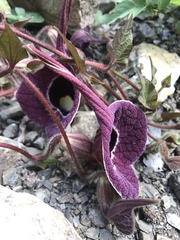 Aristolochia cardiantha
