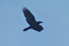 Corvus corax principalis