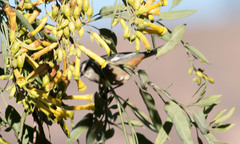 Conirostrum cinereum