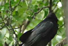Corvus corax principalis