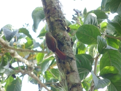 Cranioleuca subcristata