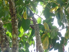 Cranioleuca subcristata