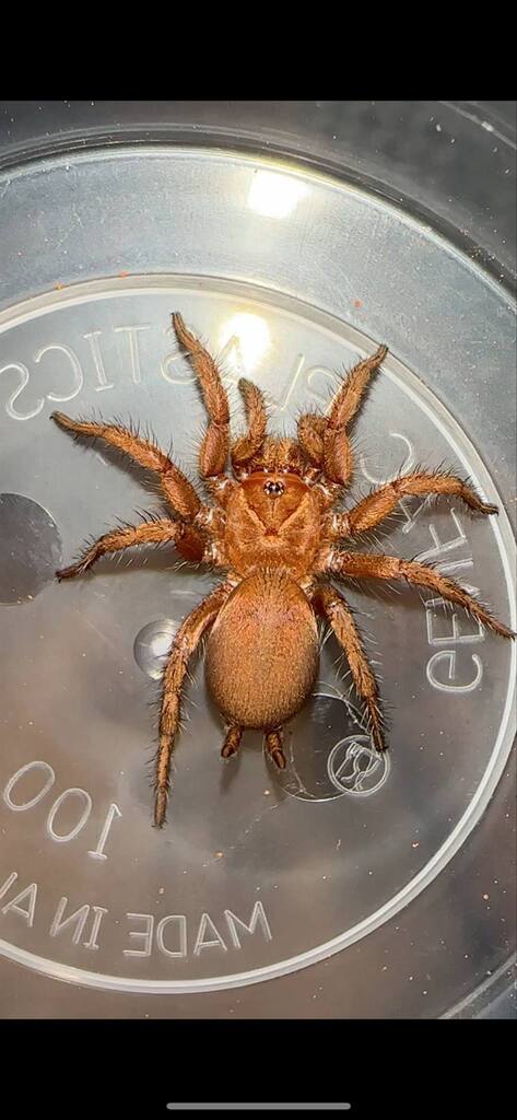 Cethegus ischnotheloides